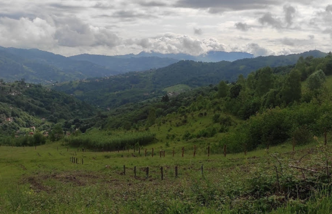 Ensayos realizados en la escombrera restaurada de Mozquita (Langreo)