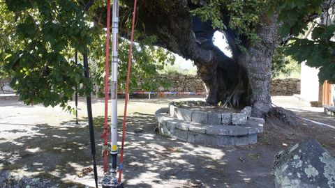 El carballo de Santa Margarita, en Pontevedra, con el nuevo puntal que sustituy al que cedi y la zona acordonada