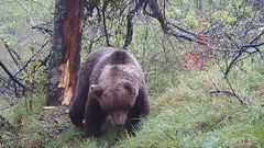 Un oso con una herida en una oreja tras una pelea con otro plantgrado