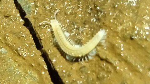 Los CSI de Rei Cintolo casi 4.000 horas invertidas para seguir