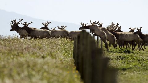 Una manada de ciercs canadienses sortea una valla en California. 