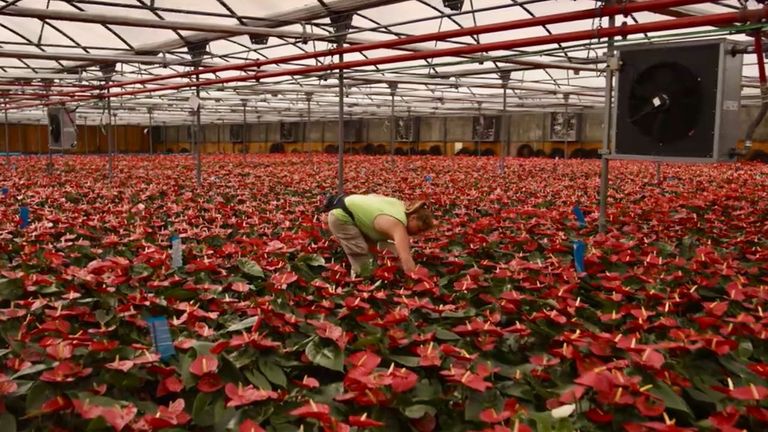 Veraleza, líder gallega del sector de la flor, desembarca en Estados Unidos y Japón