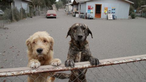 Una pareja de perros miran atentamente a la cmara del periodista grfico que los retrata (Chile). 