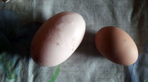Uno de los huevos «gigantes», al lado de otro de tamaño normal
