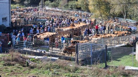 Exhibición de ganado en Montederramo