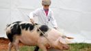 Un niño muestra un cerdo durante una competición en Reino Unido. 