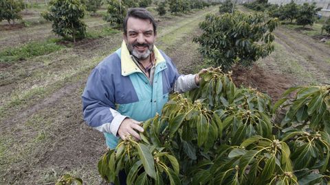 Aguacates en O Rosal. Juan Ángel en la finca de Cultivos Miñotos, donde plantan aguacate y manzana de sidra.