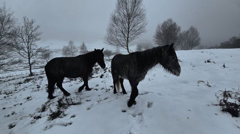 Los lobos prefieren ovejas y caballos en sus ataques al ganado en la provincia de Pontevedra