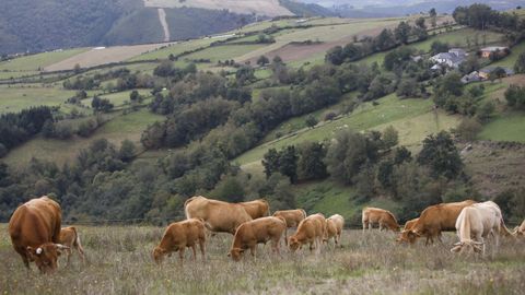 Imagen de unas vacas de la cooperativa A Carqueixa, un ejemplo de buen hacer recogido en el estudio