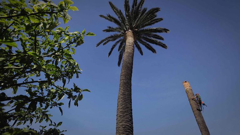 RAmón Núñez corta una palmera afectada por picudo en Ciudad Jardín, en A Coruña