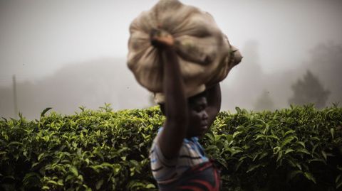 Una mujer carga un saco en una plantacin de t en Malawi. 