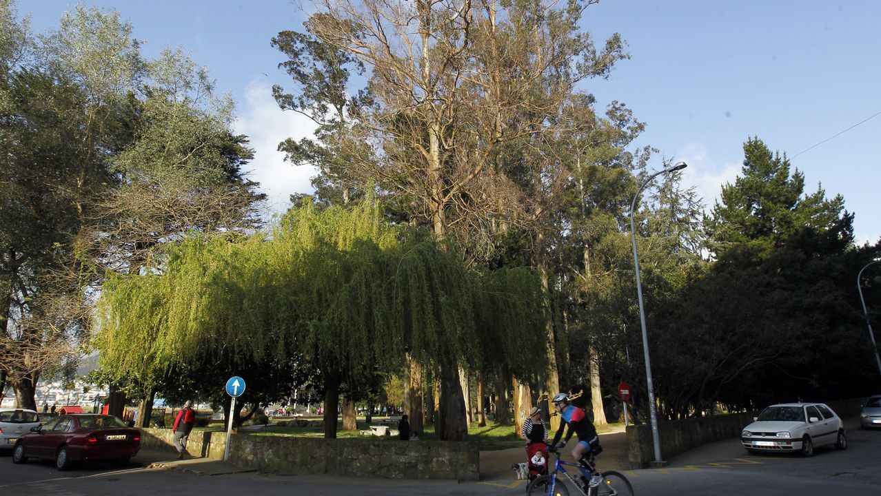 Tres aos para salvar el clima de la Tierra.Una musaraa encontrada en Santa Comba