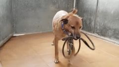 Louxor, el perro franc�s perdido en Oviedo