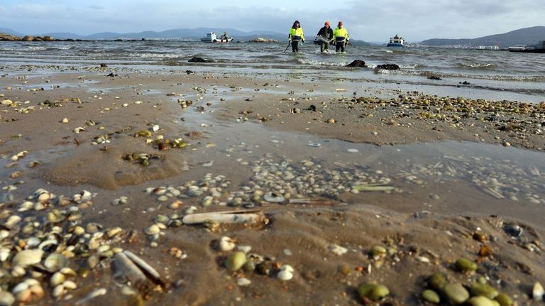 Seaga diseñará planes específicos de recuperación marisquera para cada arenal