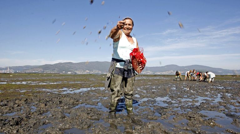 Las cofradías solo podrán dedicar a cría o vigilancia el dinero de vender las demasías
