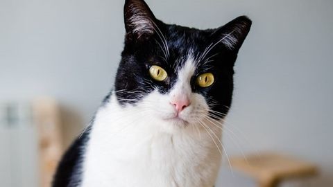 Gato Caos protectora GraoAnimals