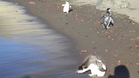 Pinginos barbijos en la orilla
