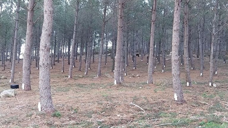 Empresas gallegas se alían para situar la resina de madera en el mercado prémium