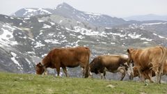 El ganado vacuno de carne sigue presente en la comarca de Os Ancares.