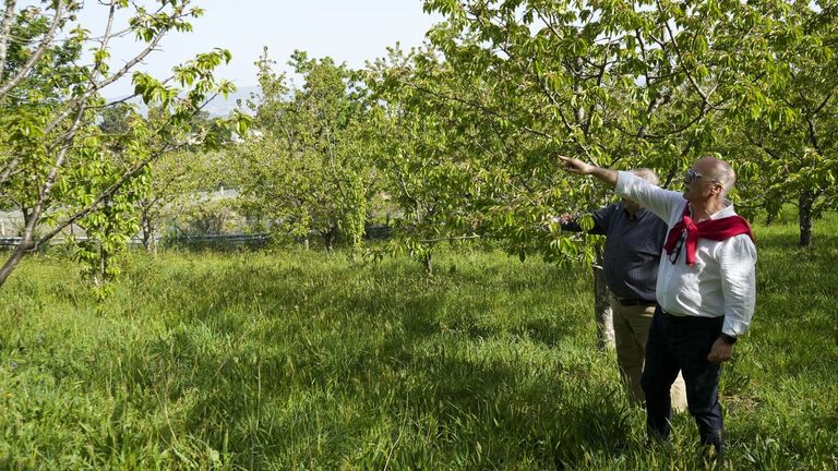Beade repuebla el Jerte vigués con la plantación de 600 cerezos