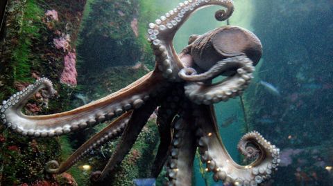 La vida secreta de una larva de pulpo