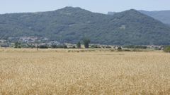 Campo de trigo en la comarca de A Limia.