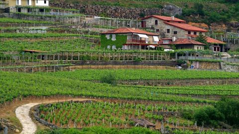 Los vinos de la Bodegas A Vilerma, en el concello de Leiro, están amparados por la D.O. Ribeiro