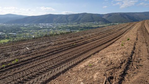 Nueva plantación de viñedo apta para el uso de maquinaria en Quiroga
