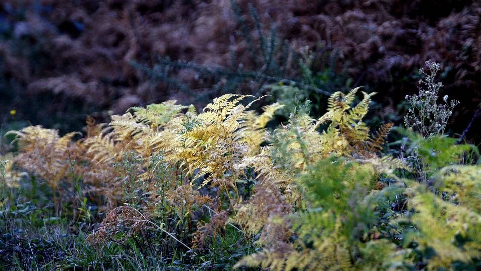 Bardem en la Ant�rtida