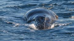 Imagen de archivo de una ballena yubarta
