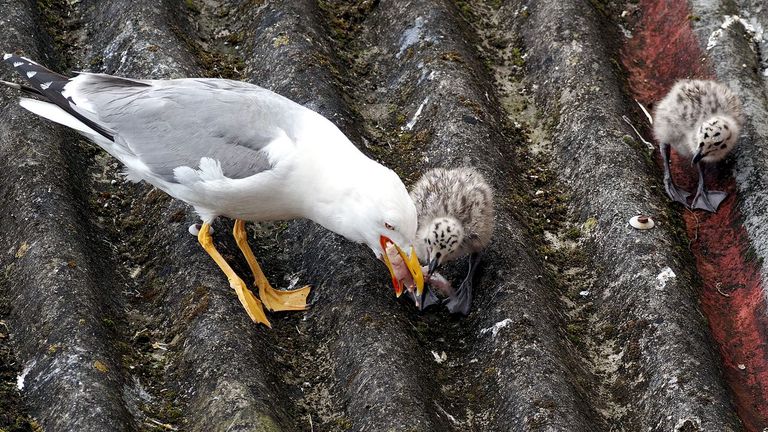 Nidos de gaviota, ¿eliminar o proteger?