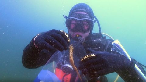 Muestreo de caballitos de mar en las Rías Baixas