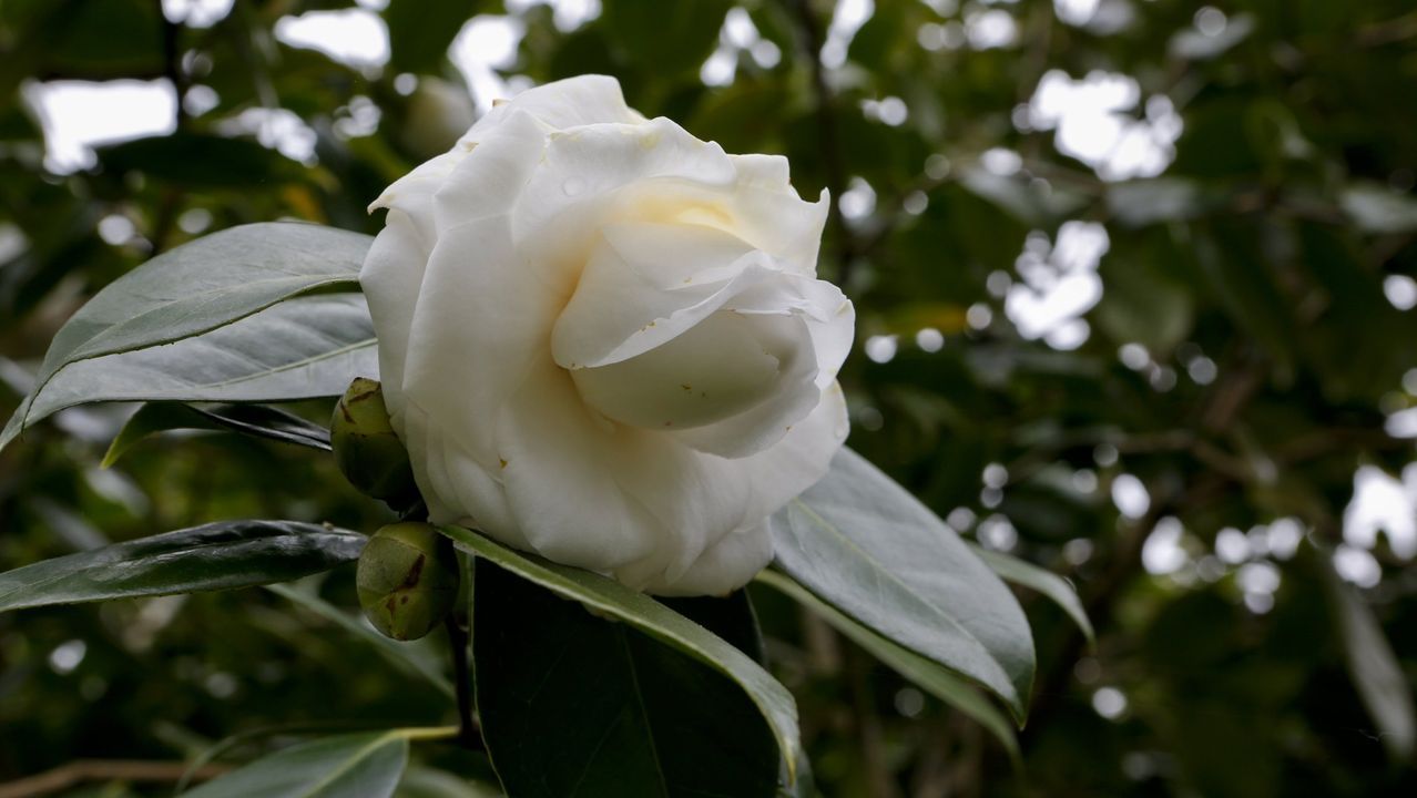 Camelias blancas en la casa natal de Eduardo Pondal