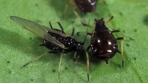 PULGN NEGRO. La Toxoptera Citricida o pulgn negro es un insecto que supone el principal vector de la transmisin del virus de la tristeza de los ctricos. Entr por Galicia.