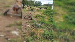 Fotografa difundida por la Guadia Civil en la que se ven algunos de los perros invlidos que viven en el refugio de O Saviao