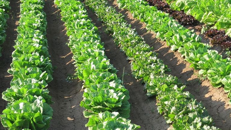 La UE adopta el plan para compensar el sobrecoste de los fertilizantes a los agricultores