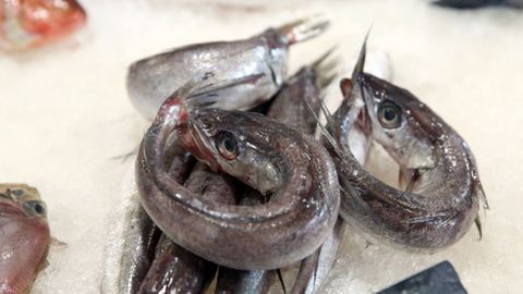La merluza que se consume en España recorre una media de  kilómetros  antes de llegar al plato