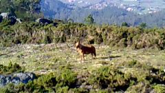 Caballos con cepos en un monte de Pontevedra
