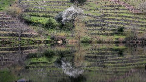 La nueva candidatura incidir en la importancia del agua en la historia y el paisaje de la Ribeira Sacra