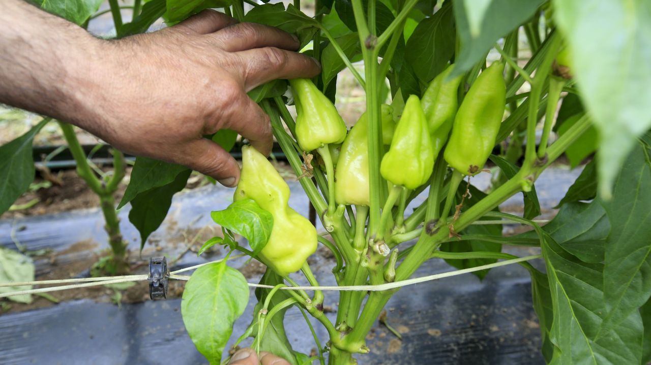 Estado deplorable del Souto da Retorta.Pimientos de cultivo ecol�gico, en una imagen de archivo