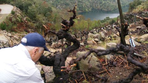 Terrazas víticolas de la margen derecha del Sil en la parroquia de Barantes, en Sober, uno de los lugares selecionados para intentar determinar la antigüedad de estas estructuras