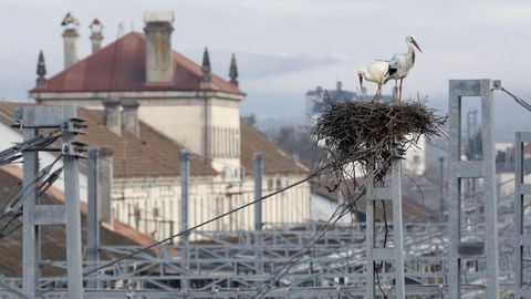 Las aves forman parte ya del paisaje de la estación ferroviaria de Monforte