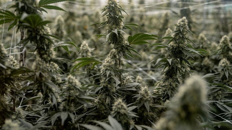 Estados Unidos reclasifica la marihuana medicinal como una droga de menor riesgo