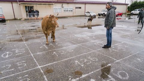 La vaca que decidió los ganadores