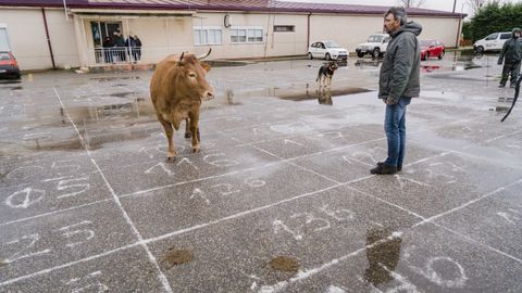 La vaca que decidi los ganadores