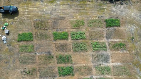 Cultivos de avena y guisantes en una de las parcelas experimentales