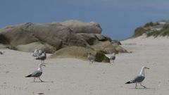 Un grupo de gaviotas en la isla de Sálvora