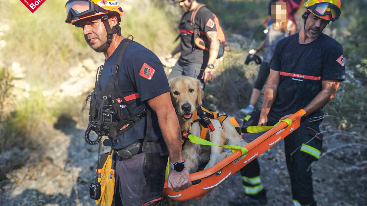Los bomberos rescatan a un perro que no podía seguir caminando durante ...