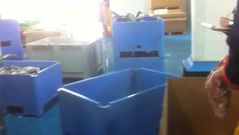 Preparaci�n de la quenlla para su exportaci�n