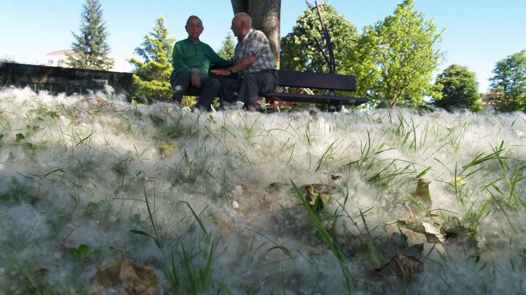 Imagen de archivo de polen de chopos en un parque de Monforte